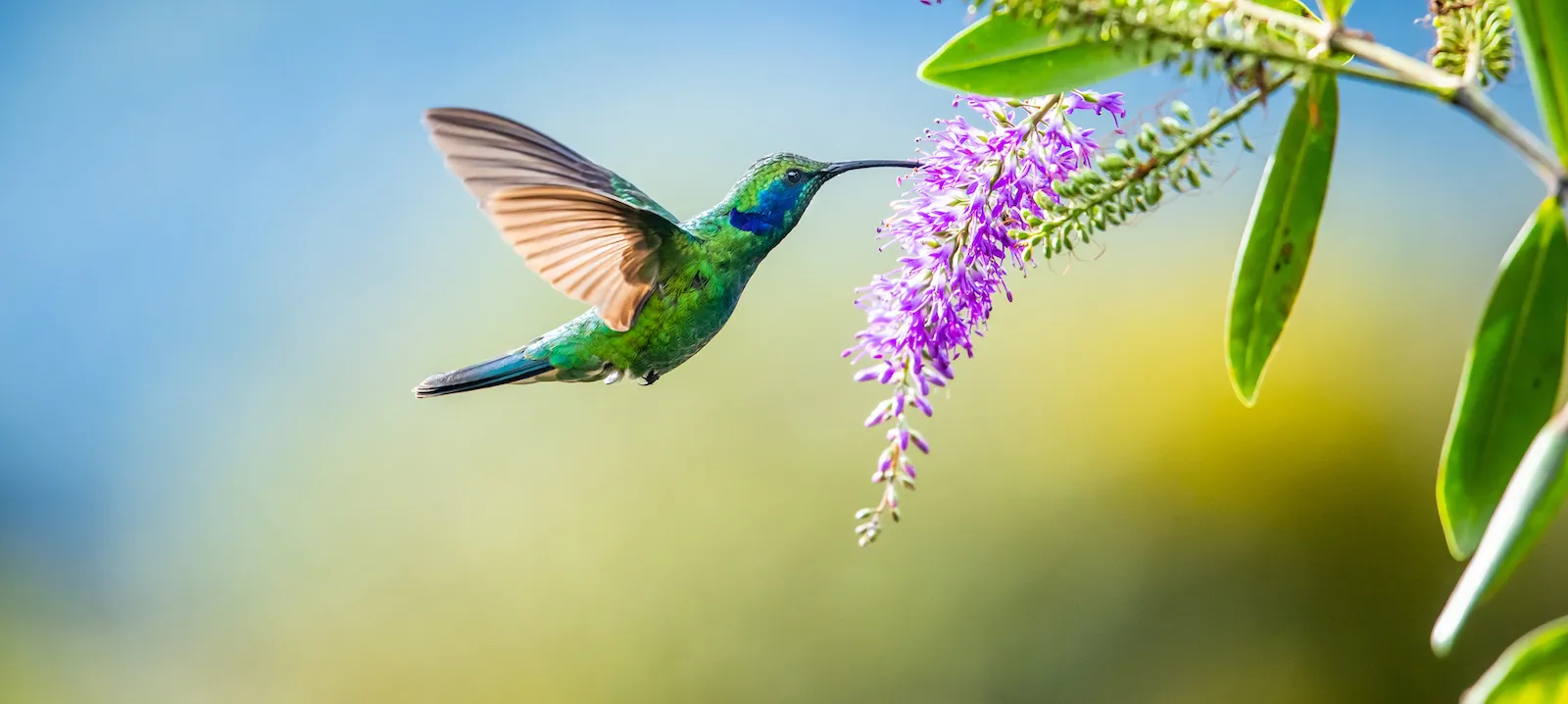 HummingbirdSpotlight